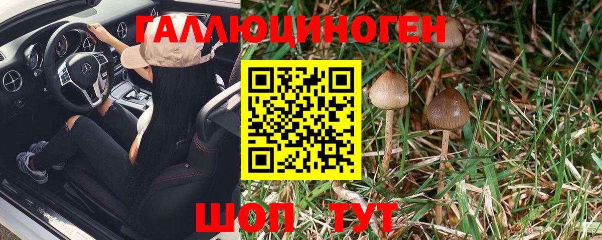 Галлюциногенные грибы Psilocybe Омск